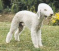 /album/galeria-de-fotos/bedlington-terrier-jpg/